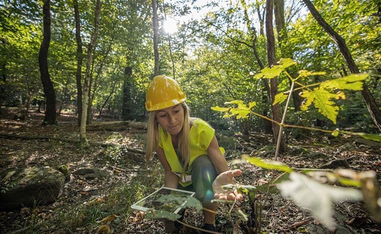 Junge Frau analysiert Pflanzen im Wald.