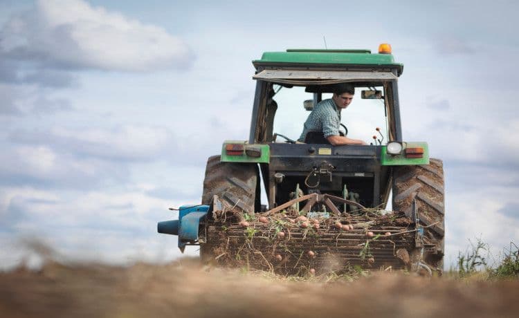 Landwirt fährt einen Traktor und erntet Kartoffeln.