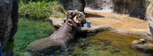 Bild von Tierpfleger/in