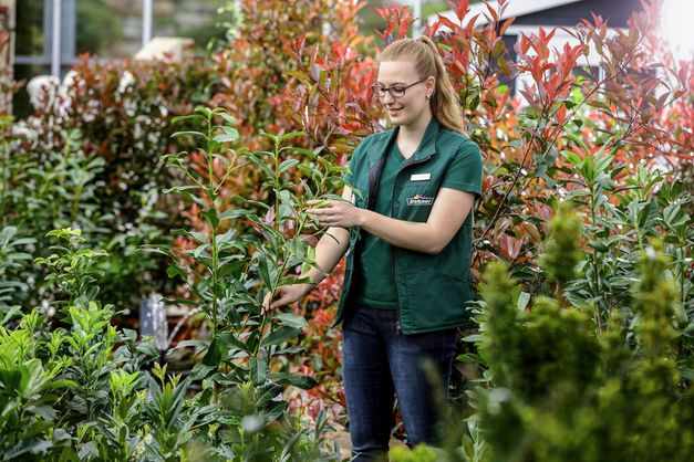 Dehner Gartencenter Gmbh Co Kg Bewirb Dich Jetzt