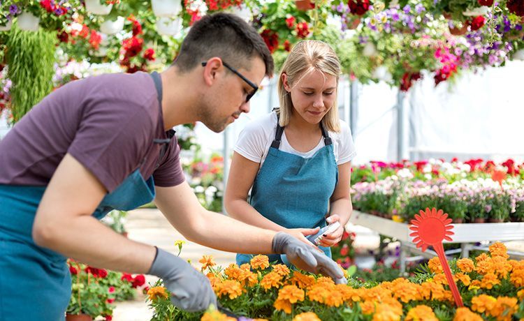 Zwei Azubis kümmern sich in einem Gartencenter um bunte Blumen.