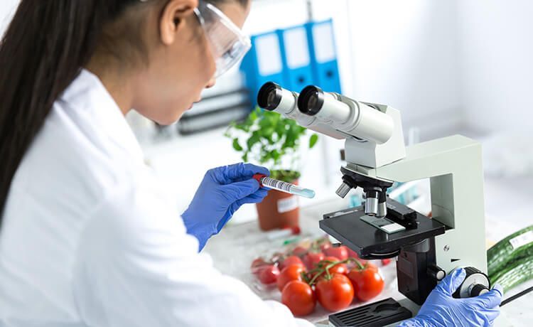 Ökotrophologin schaut sich Tomaten unter einem Mikroskop an.