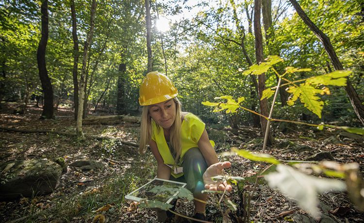 Junge Frau analysiert Pflanzen im Wald.