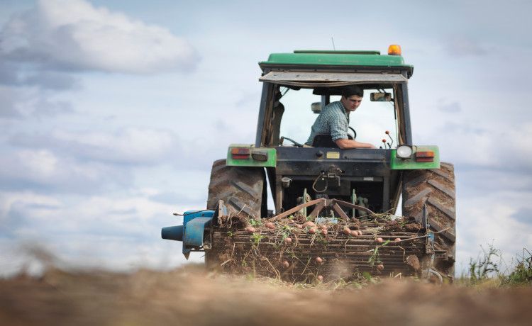 Landwirt fährt einen Traktor und erntet Kartoffeln.