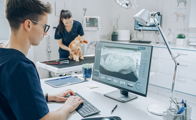 In einer Tierarztklinik wird eine Katze untersucht. Die TFA beruhigt das Tier, während sich der Tierarzt das Röntgenbild anschaut. In einer Tierarztklinik wird eine Katze untersucht. Die TFA beruhigt das Tier, während sich der Tierarzt das Röntgenbild anschaut.