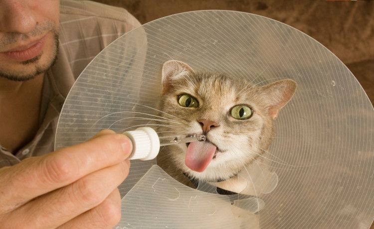 Katze bekommt Tropfen verabreicht.