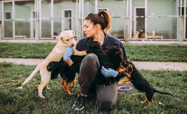 Tierpflegerin spielt mit Hunden.
