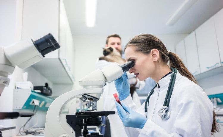 Tierpflegerin untersucht Probe im Labor.