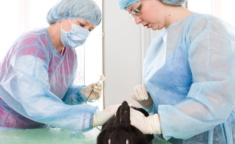 Ausbildung zur Tiermedizinischen Fachangestellten